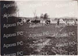 Пинегавска говеда Ниже пољопривредне школе у Бањалуци